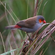 Orange-Cheeked Waxbill