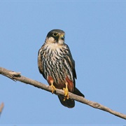 Eurasian Hobby