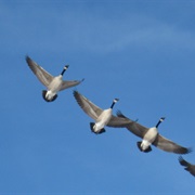 Lake Zahl National Wildlife Refuge