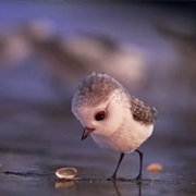 Baby Sandpiper