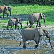 Dzanga-Sangha Reserve