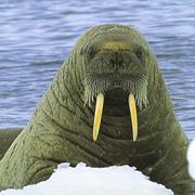 Walrus
