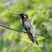Stripe-Breasted Starthroat (Heliomaster Squamosus)