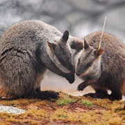 Brush-Tailed Rock-Wallaby