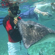 Shark Ray Alley, Belize