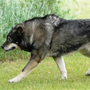 Wolf Hybrid