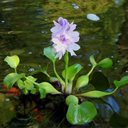 Water Hyacinth