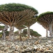 Socotra, Yemen