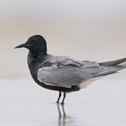 Black Tern