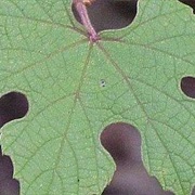 Caloosa Grape (Vitis Shuttleworthii)