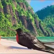 Frigatebirds (Moana)