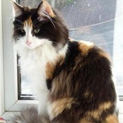Tortoiseshell/Calico Cat