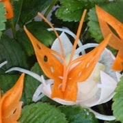 Cut Some Carrot Butterflies