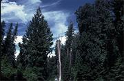 Hobo Cedar Grove Botanical Area (Idaho)
