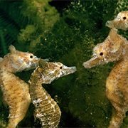 Sea Horses
