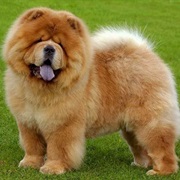 Chow Chow
