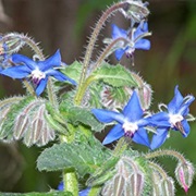 Borage