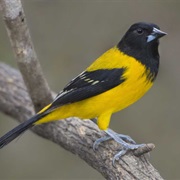 Audubon's Oriole