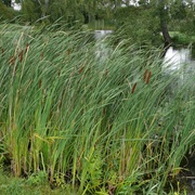 Lesser Bulrush (Typha Angustifolia)