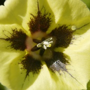 Common Groundcherry (Physalis Longifolia)