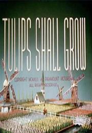 Tulips Shall Grow
