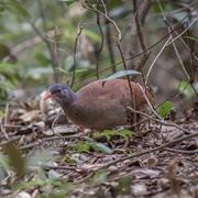 Small-Billed Tinamou (Crypturellus Parvirostris)