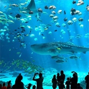 Visit an Aquarium With SO