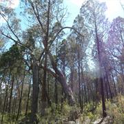 Conimbla National Park (NSW)