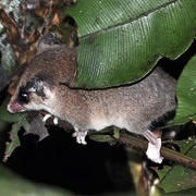 Gray Slender Opossum