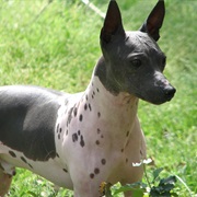 American Hairless Terrier