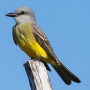 Tropical Kingbird (Tyrannus Melancholicus)