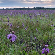 Kennebunk Plains, Maine