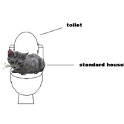 Toilet Train Your Cat Haha