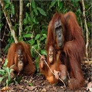 Kinabatangan Wildlife Sanctuary, Sabah Malasyia, Borneo