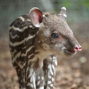 Tapir