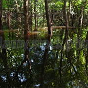 Igapo Forest, Brazil