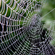 When I Walk Into a Spider Web, I Immediately Go Physco