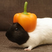 Guinea Pig
