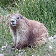 Olympic Marmot