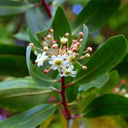 Winter's Bark (Drimys Winteri)