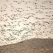 Solway Firth, Scotland
