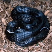 Rat Snake