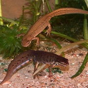 Smooth Newt