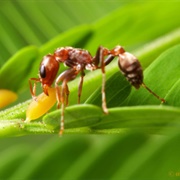 Bullhorn Acacia Ant