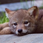 Coyote