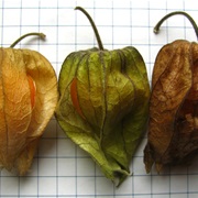 Clammy Groundcherry (Physalis Heterophylla)