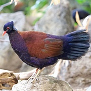 Black-Naped Pheasant-Pigeon