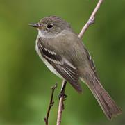 Alder Flycatcher