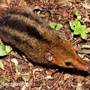 Northern Three-Striped Opossum