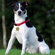 Danish Swedish Farmdog